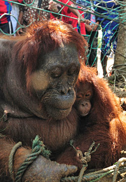 Orangutana moribunda con cría desesperada