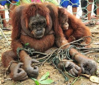 Trato a las orangutanas