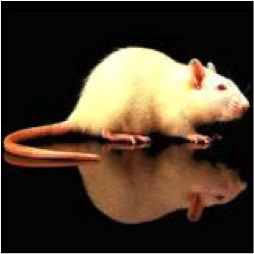 ratón de tamaño duplicado
