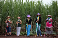 Mujeres campesinas del Movimiento de los Sin Tierra, en la ocupación de un campo de caña de azúcar en Barra Bonita (Brasil). J.F. DIORIO / AE